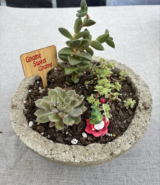 06/12/25 - Succulent Planter Workshop - 6PM