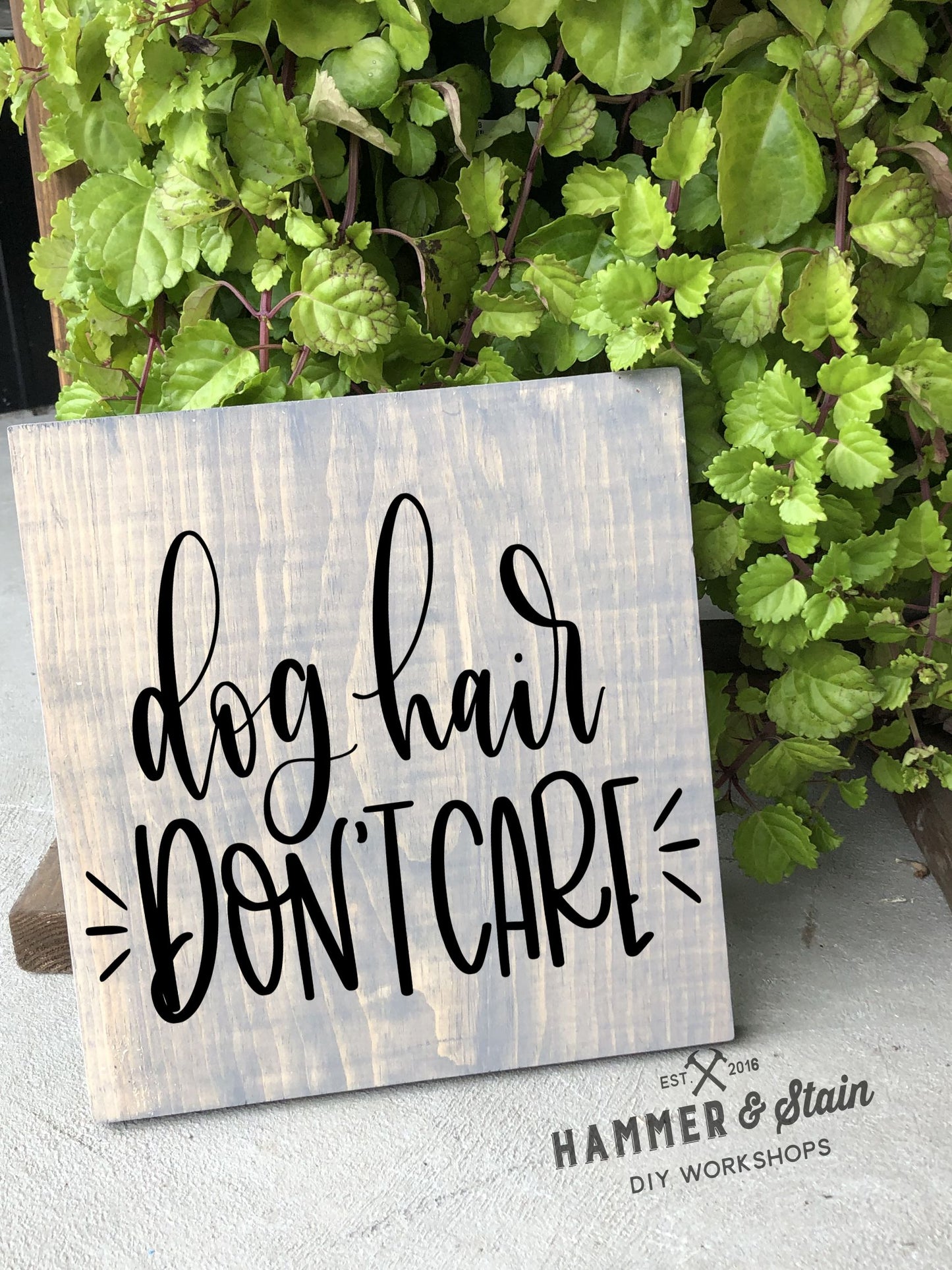 12/09/25 - Dogs and Dog Danas - 6PM