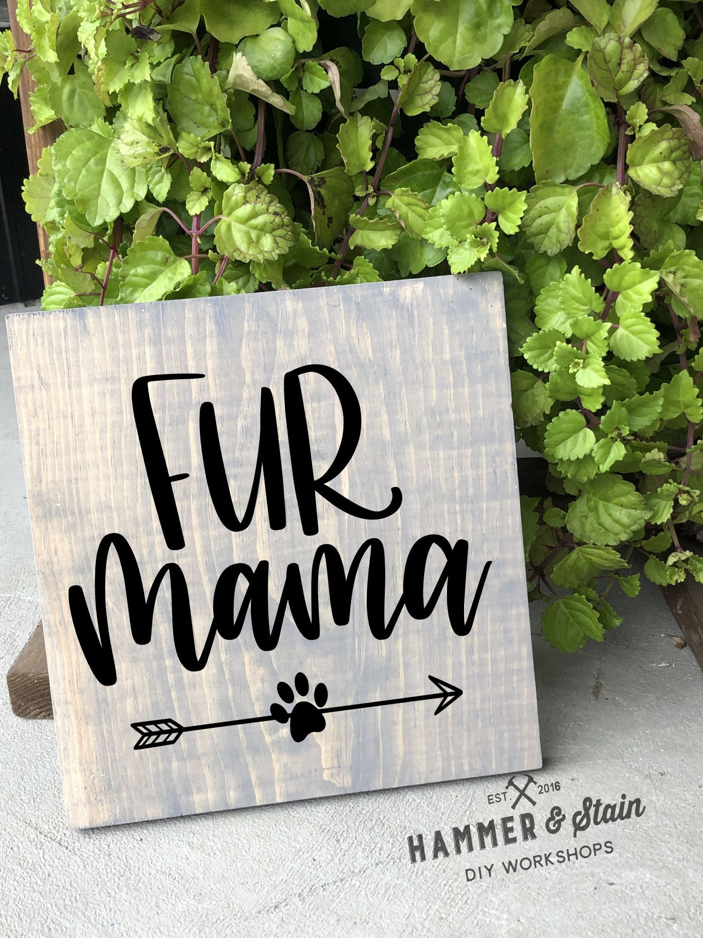 12/09/25 - Dogs and Dog Danas - 6PM