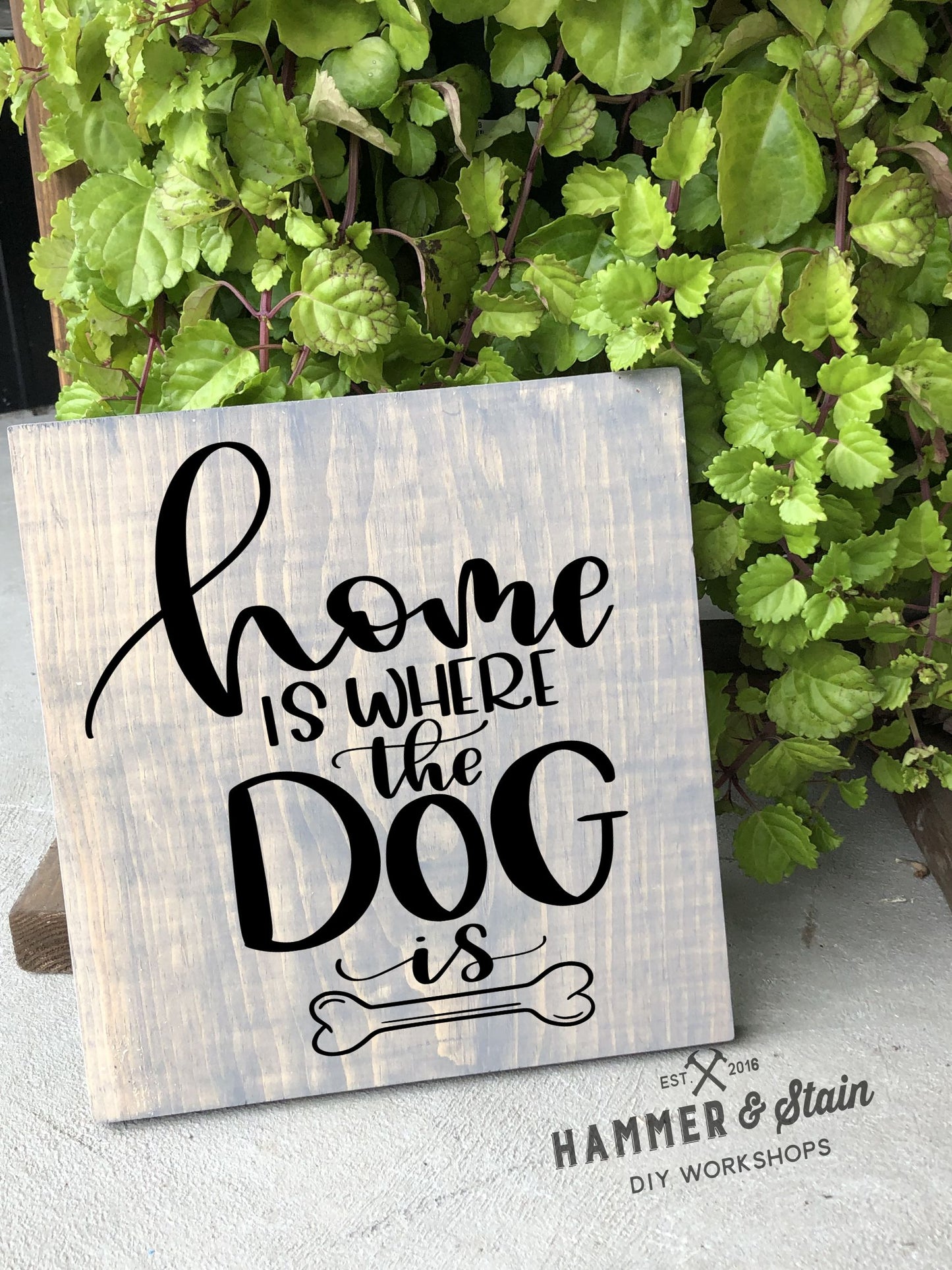 12/09/25 - Dogs and Dog Danas - 6PM