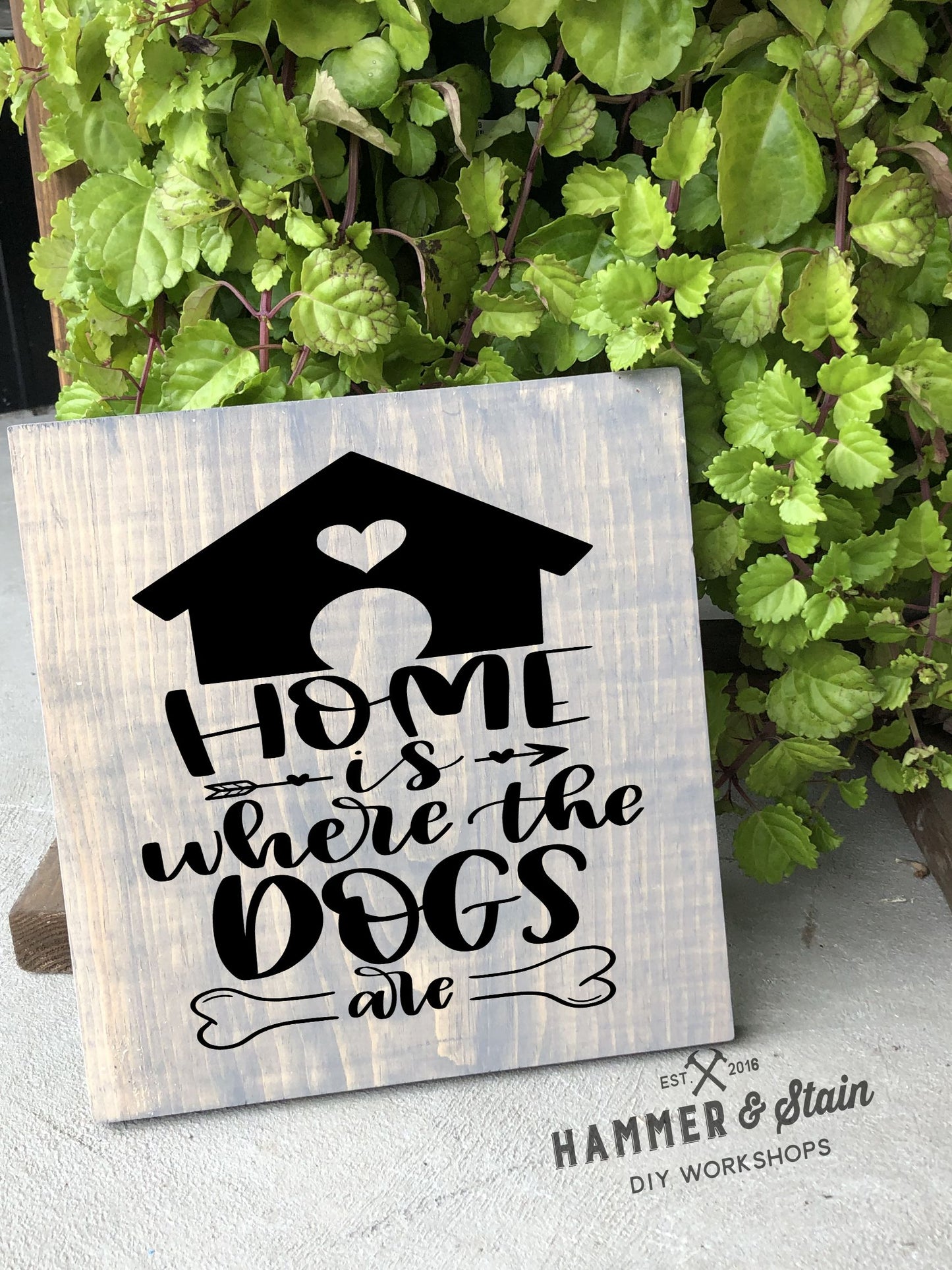 12/09/25 - Dogs and Dog Danas - 6PM